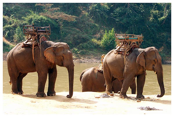 thailande chiang rai randonnee treck elephant opium michel bordieu voyage