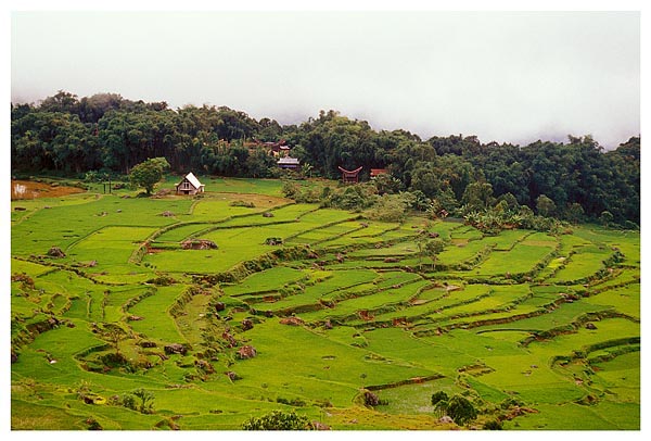 indonesie sulawesi michel bordieu voyage