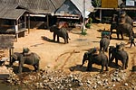 Thailande, Chang Rai , éléphants et village