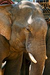 Thailande chang rai tête d'éléphant