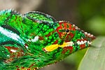 La Réunion tête de caméléon