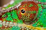oeil de caméléon