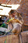 Indonesie singe domestique