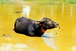 Indonesie buffle d'Asie bubalus bubalis 1