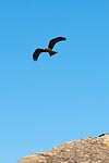 Rapace de Madagascar