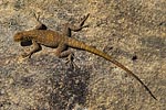 lézard sur un rocher