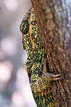 Lézard de Madagascar