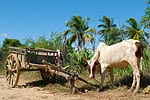 Madagascar zébus et charette