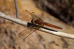 Madagascar Sambirano libellule