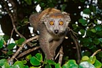 Madagascar lémurien Hapalemur griseus griseus
