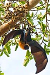 Mayotte renard volant ou roussette 1