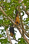 Mayotte renard volant ou roussette 3