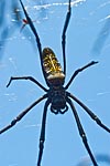Mayotte araignée à toile géante ou Nephila Comorana