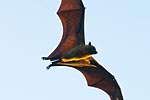 Mayotte renard volant ou roussette 2
