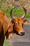 Mayotte zébu