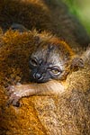 Mayotte bébé maki ou lémuriens
