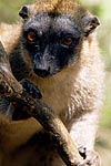 Mayotte maki Eulemur fulvus mayottensis ou maki de Mayotte 1
