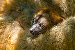 Mayotte bébé maki Eulemur fulvus mayottensis ou maki de Mayotte