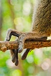 Mayotte doigts de maki Eulemur fulvus mayottensis ou maki de Mayotte 1