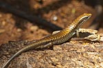 Mayotte scinque sur rocher