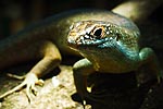Mayotte tête de scinque
