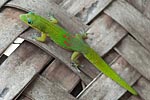Mayotte gecko poussière d'or