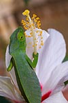 Mayotte caméléon sur hibiscus