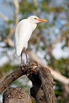 Mayotte heron pic-boeuf