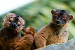 Mayotte couple de makis Eulemur fulvus mayottensis ou maki de Mayotte