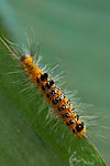 Mayotte chenille 2
