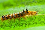 mayotte chenille 1