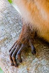 Mayotte doigts de maki Eulemur fulvus mayottensis ou maki de Mayotte 2
