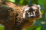 Mayotte maki Eulemur fulvus mayottensis ou maki de Mayotte 2