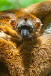 Mayotte bébé maki Eulemur fulvus mayottensis ou maki de Mayotte 3