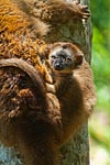 Mayotte bébé maki Eulemur fulvus mayottensis ou maki de Mayotte 4