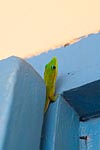 Mayotte tête de gecko poussière d'or
