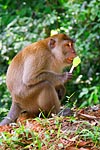 Malaisie singe gourmand