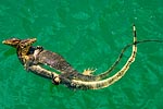 Malaisie Langkawi Varan malais Varanus salvator