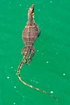 Indonesie Langkawi Varan malais ou Varanus salvator 2