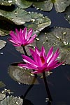 flore fleur exotique michel bordieu photographe nénuphar nymphaea caerulea