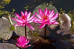 flore fleur exotique michel bordieu photographe nénuphar nymphaea caerulea