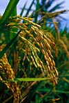 flore fleur exotique michel bordieu photographe riz oryza javanica
