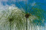 flore fleur exotique michel bordieu photographe papyrus cyperus papyrus