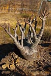 flore fleur exotique michel bordieu photographe baobab nain pachypodium lamerei