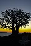 flore fleur exotique michel bordieu photographe baobab africain adansonia digitata