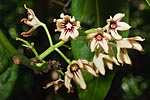 flore fleur exotique michel bordieu photographe noix de cola cola acuminata