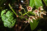 flore fleur exotique michel bordieu photographe noix de cola cola acuminata