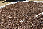 flore fleur exotique michel bordieu photographe cacao criollo theobroma cacao