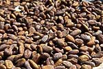 flore fleur exotique michel bordieu photographe cacao criollo theobroma cacao