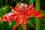 flore fleur exotique michel bordieu photographe rose de porcelaine etligera eliator